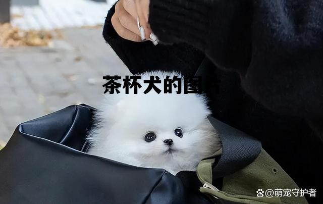茶杯犬的图片，茶杯犬的图片欣赏
