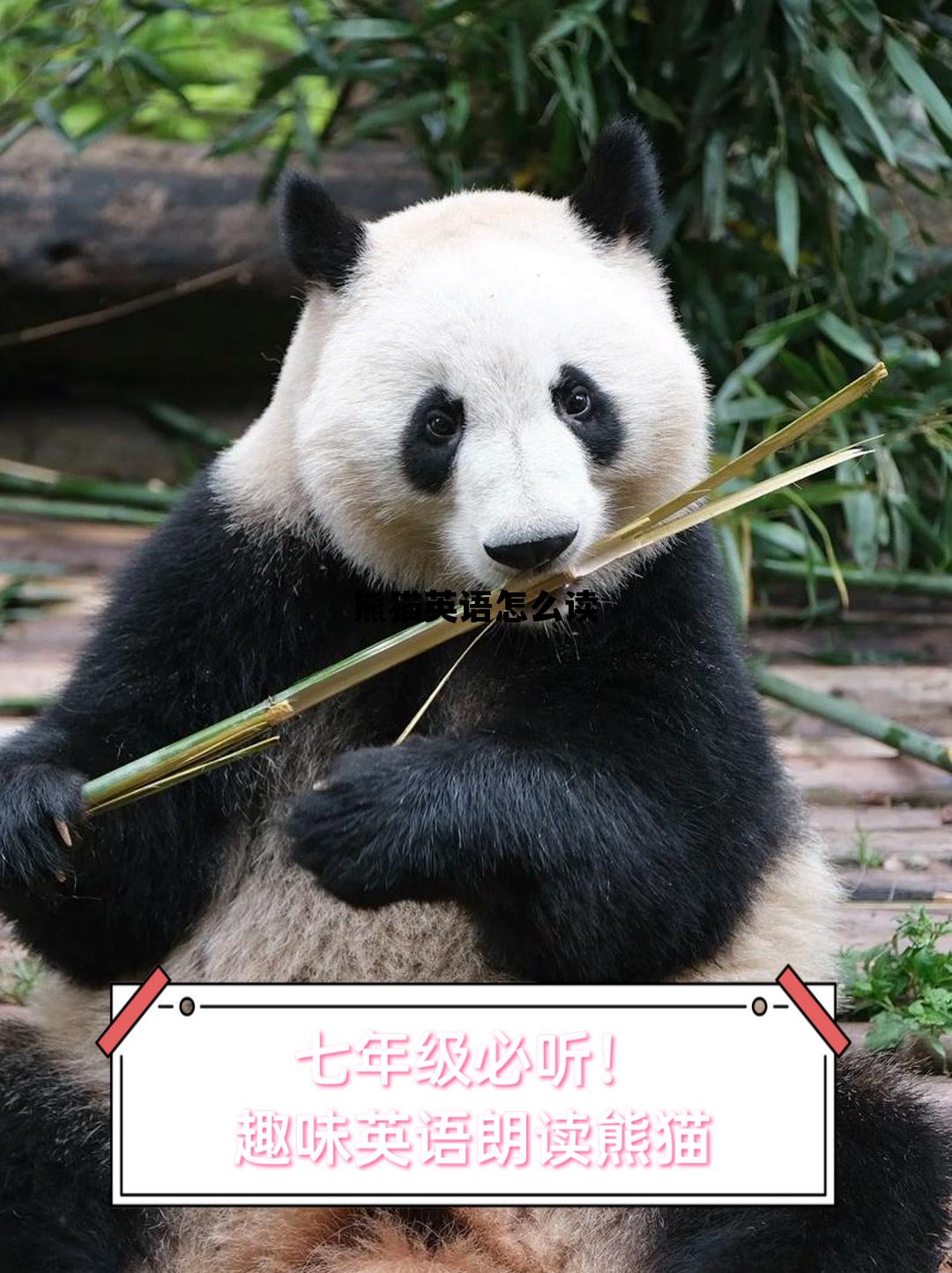 熊猫英语怎么读，熊猫英语怎么读正确