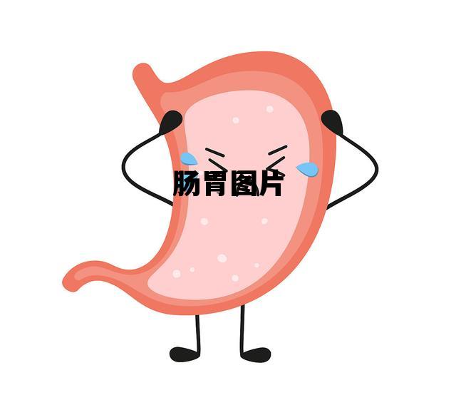 肠胃图片，肠胃结构图