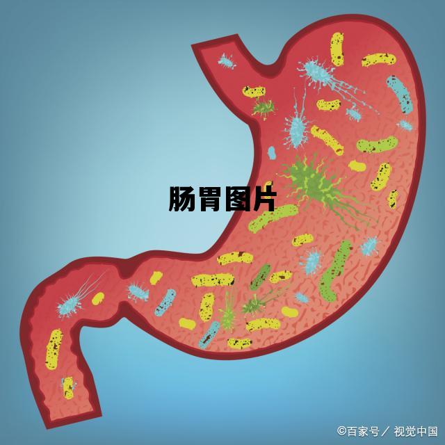肠胃图片，肠胃结构图