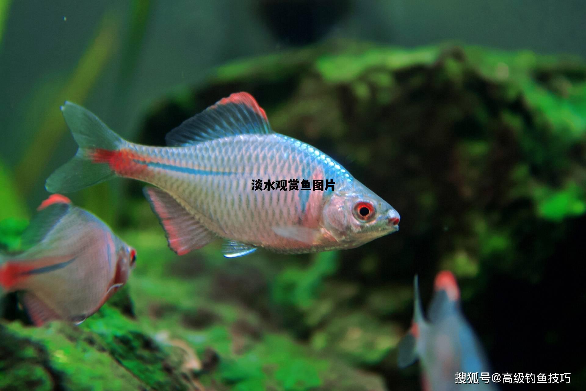 淡水观赏鱼图片，淡水观赏小鱼品种图片大全