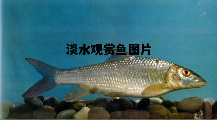 淡水观赏鱼图片，淡水观赏小鱼品种图片大全